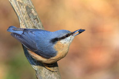 Close-up of bird perching on wooden post