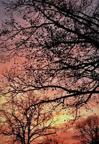 Low angle view of bare tree against sky during sunset