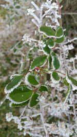 Close-up of plant against blurred background