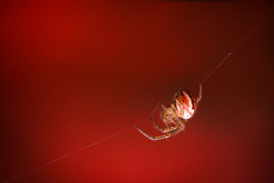 Close-up of spider on web