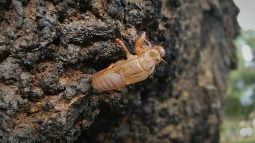 Close-up of insect on rock