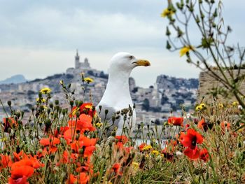 Close-up of seagull perching amidst poppy flowers against sky