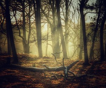 Trees in forest