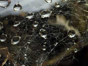 Full frame shot of spider web