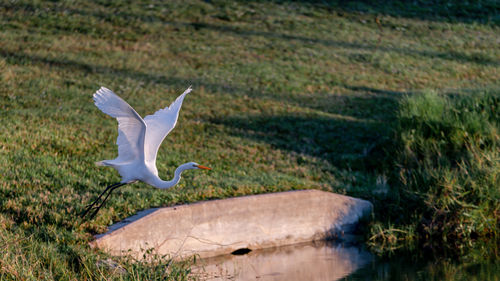 Bird flying over lake