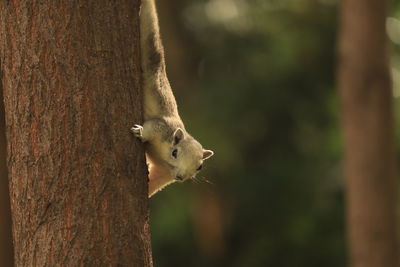 Close-up of squirrel on tree trunk