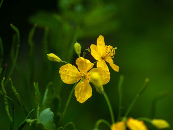 Close-up of yellow flowering plant