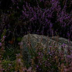 Close-up of purple flowering plants