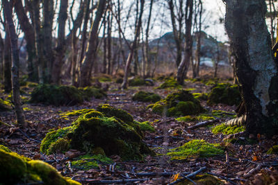 Trees in forest