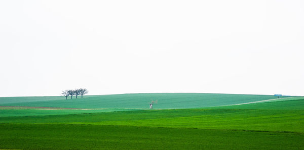 Scenic view of agricultural field against clear sky