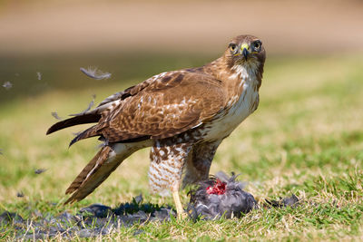 Bird perching on grass