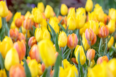 Close-up of yellow tulips