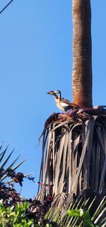 Low angle view of tree