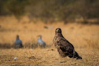 Bird perching on a field