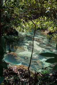 Trees growing in forest