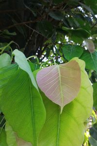 Close-up of fresh green leaves