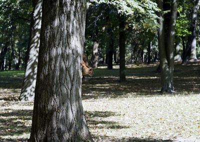 Tree trunk in park