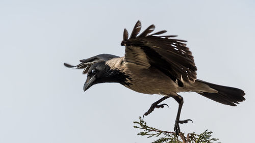 Low angle view of bird flying against clear sky