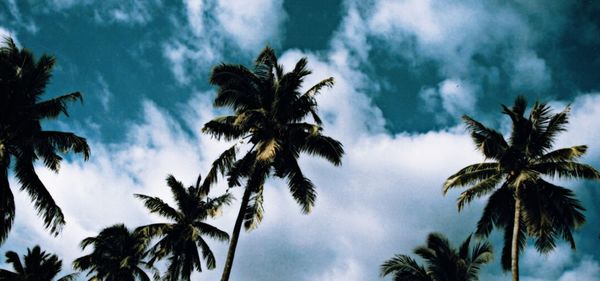 Low angle view of palm trees against sky