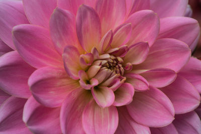 Close-up of pink dahlia