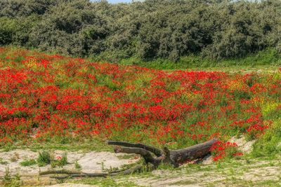 View of red flowering plants on land