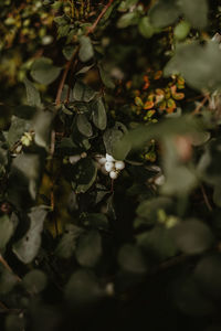 Close-up of white flowering plant