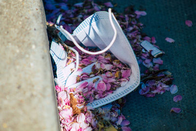 High angle view of pink roses on plant