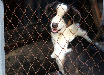 Close-up of dog seen through chainlink fence