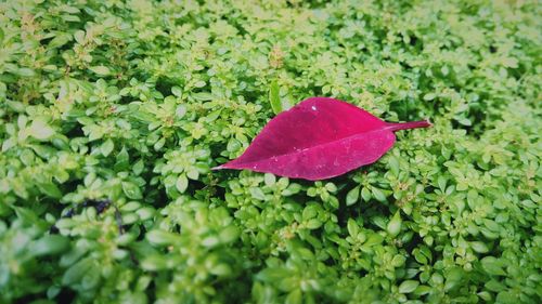 Close-up of leaf on grass