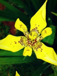 Close-up of butterfly perching on yellow flower