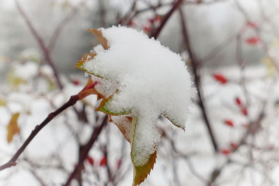 Close-up of frozen plant during winter