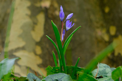 Close-up of purple crocus plant