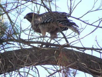 Low angle view of owl perching on tree