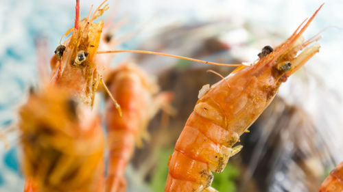 Close-up of orange prawn