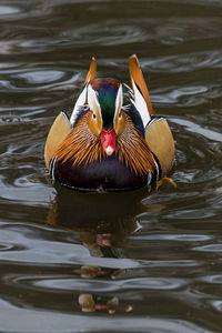 Head-on front view of a male mandarin duck