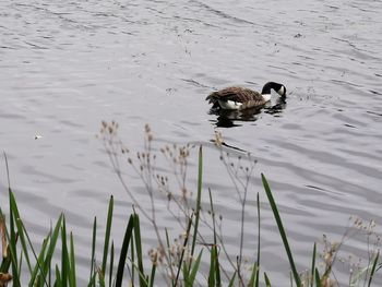 High angle view of duck swimming in lake