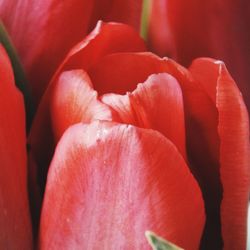 Close-up of red rose