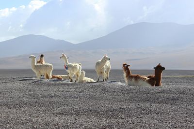 Llamas on sand against mountains