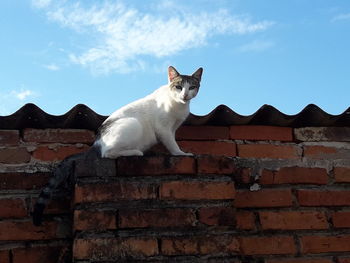 View of a cat against wall