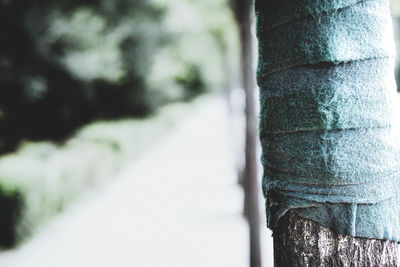 Close-up of tree trunk