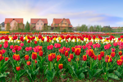 Close-up of flowers blooming in field