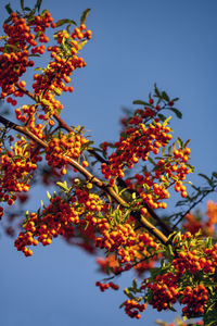 Low angle view of flowering tree against sky during autumn