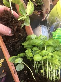 High angle view of hand holding plants in yard