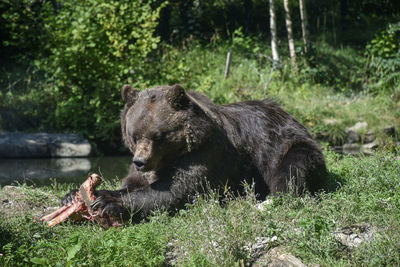 View of an animal on land