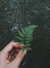 Close-up of hand holding plant