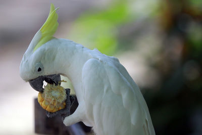 Close-up of sulphur-crested cockatoo eating sweetcorn