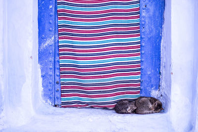 View of cat sleeping by striped wall