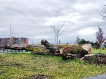 View of bird on log in field against sky