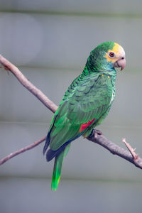 Close-up of parrot perching on branch