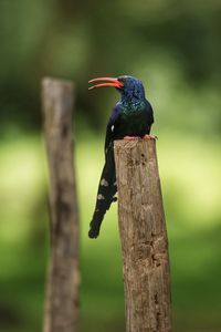 Bird perching on wooden post